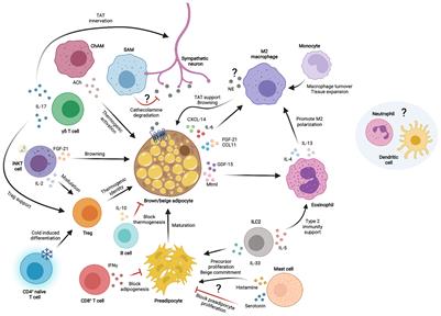 Immune Cells in Thermogenic Adipose Depots: The Essential but Complex Relationship